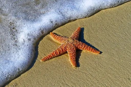 海星籽怎么吃_海星籽营养价值_海星二元期权技巧