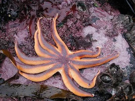 海星二元期权技巧_海星籽营养价值_海星籽怎么吃
