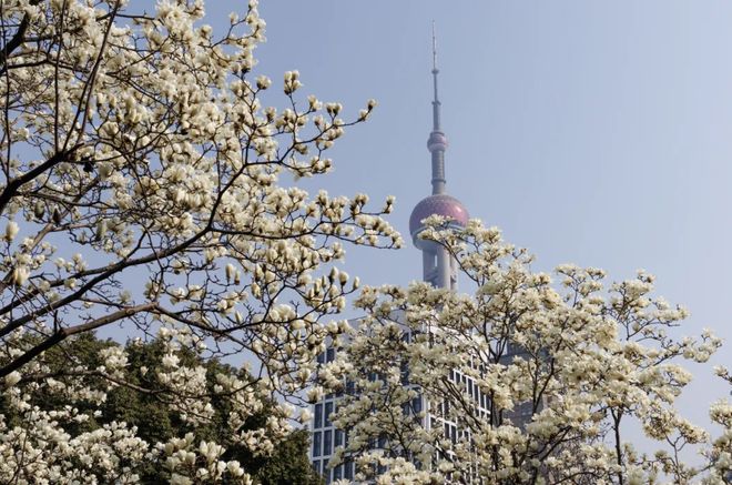 央企看上海_上海原油投资_上海全球投资促进大会