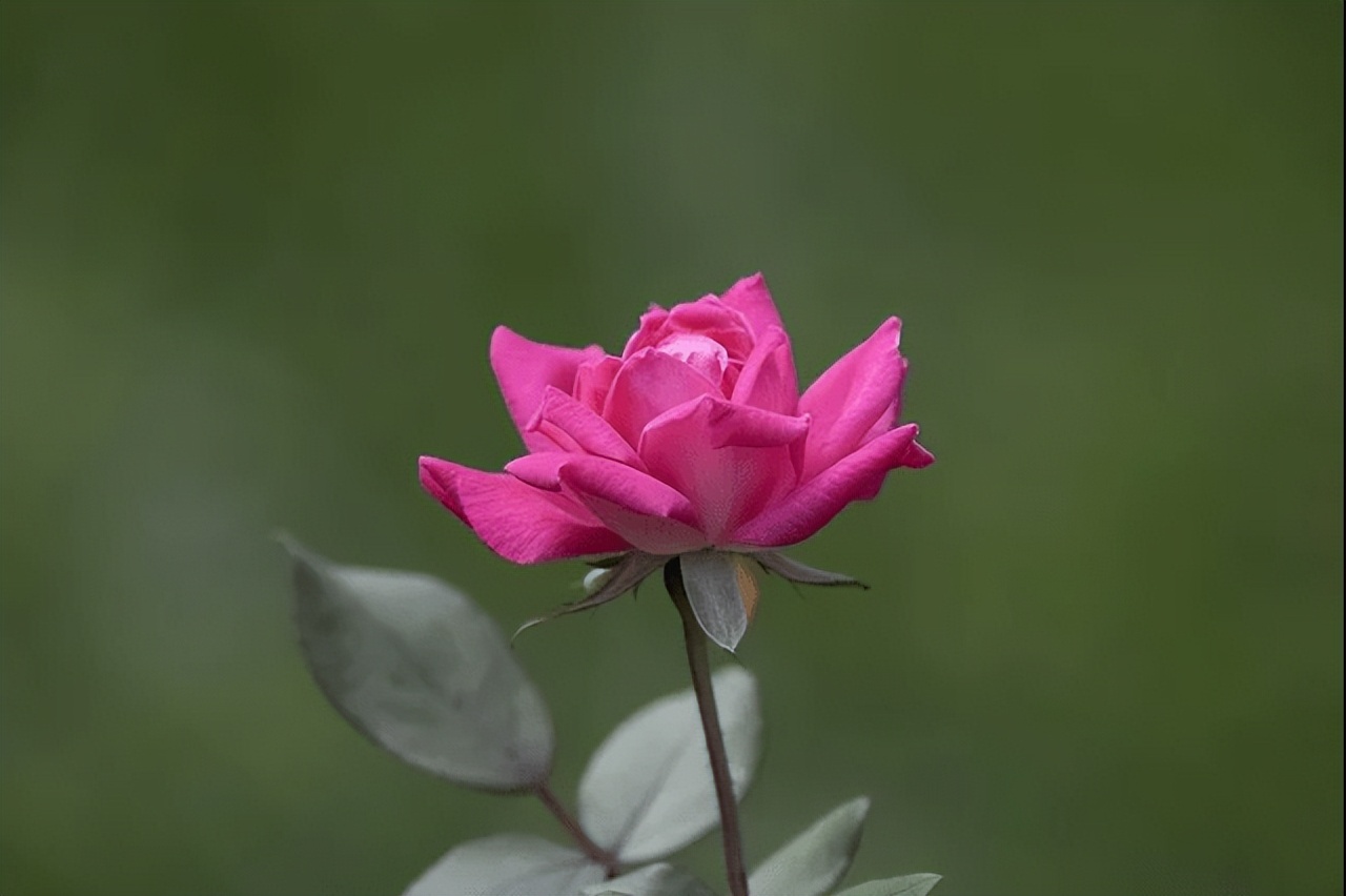 上证50ETF期权一手多少钱_手续费贵不贵_上证50etf期权怎么做