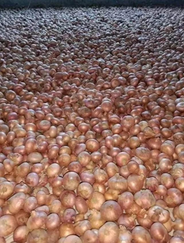 豆类大蒜洋葱出口外汇换汇政策_缅甸边境贸易_出口结汇方式